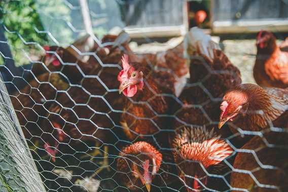 Poules de Les P'tits fruits de Marie